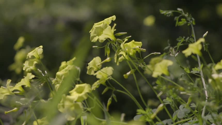 A flies between yellow flowers harvesting them