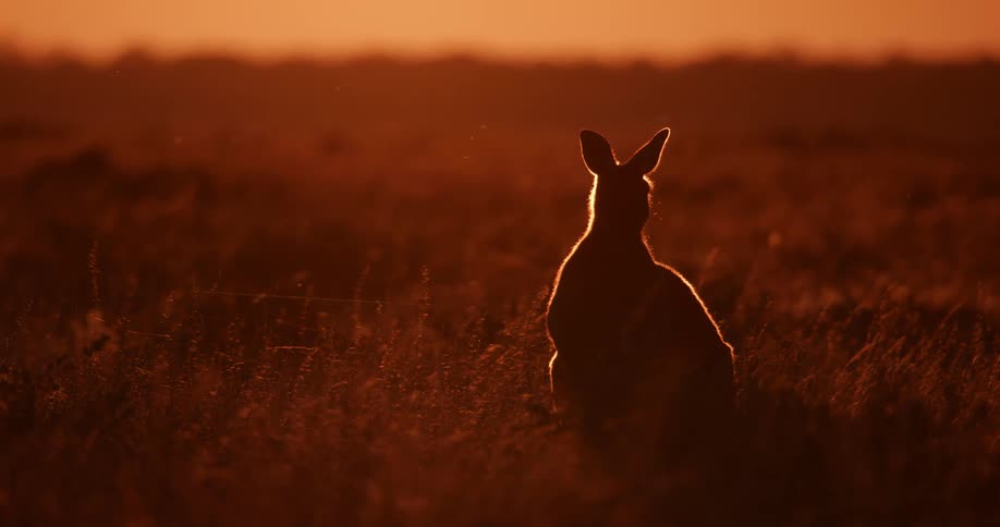 Silhouette of a kangaroo resting on the plains at sunset