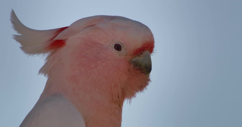 A pink cockatoo blinks while standing still and watching the camera