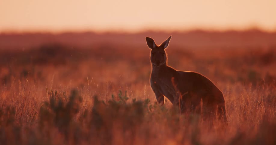 A kangaroo in a pasture during sunset