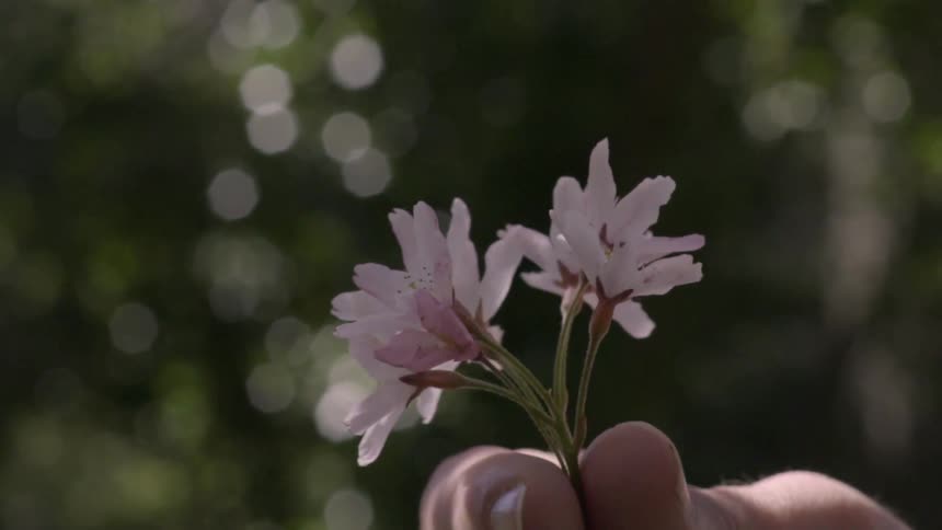 A hand is holding a small bouquet of cherry blossoms