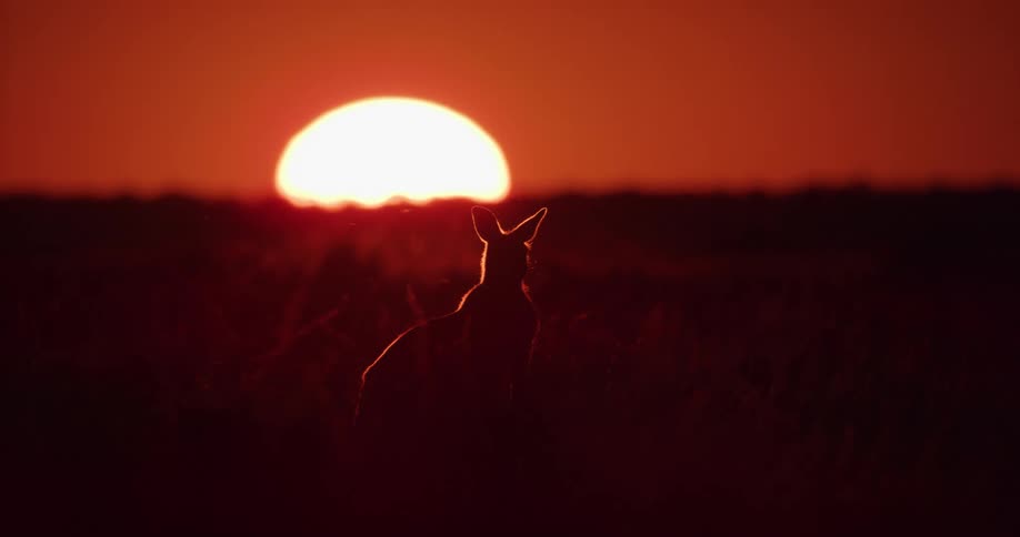 The kangaroo watches the red sky as the sun sets