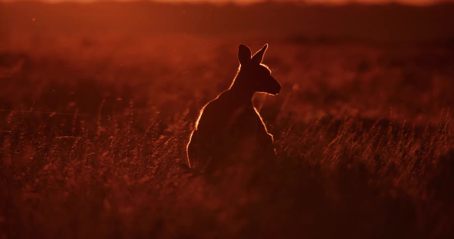 Kangaroo is silhouetted against the sunset in the field