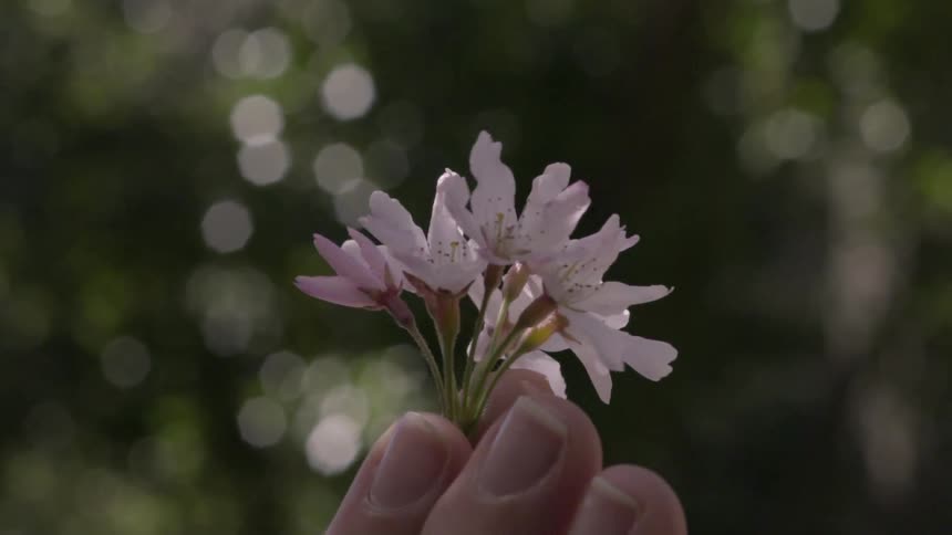 Woman holds tree blossoms in her hand