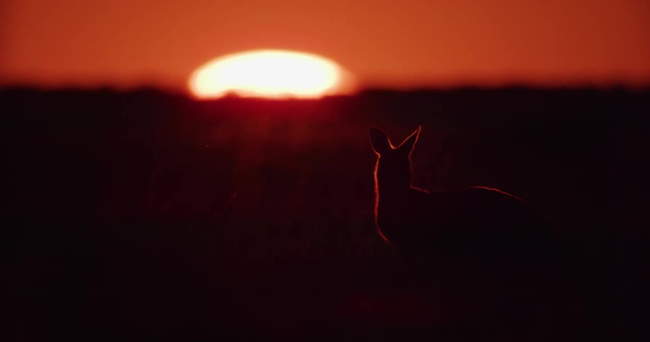 Silhouette of an animal in a jungle with the sunrise on the horizon