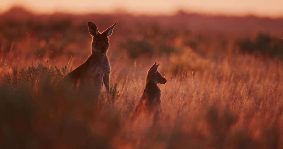 Kangaroo and its young stand in field under a red tinted sky