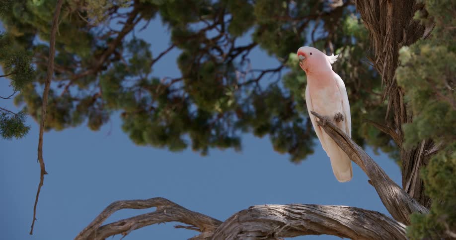A pink bird is perched on a branch