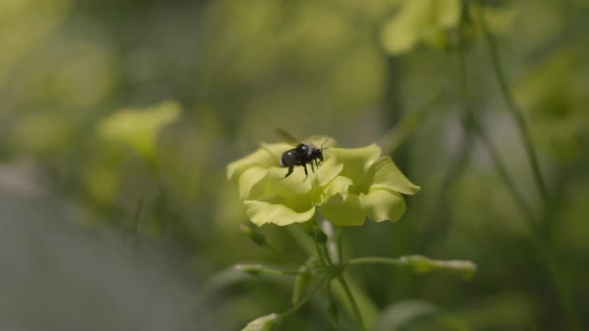A honey bee flies away from yellow flowers