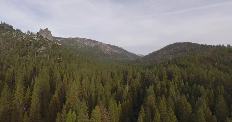 Aerial view of a pine tree forest in the mountains