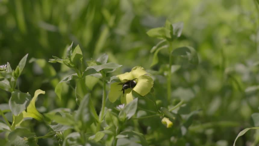 A bee pollinates a flower