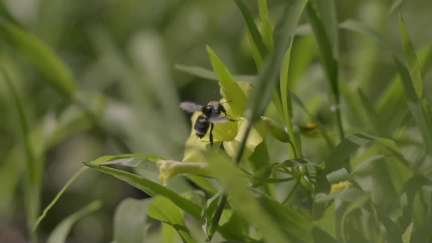 A bee takes off from a yellow flower