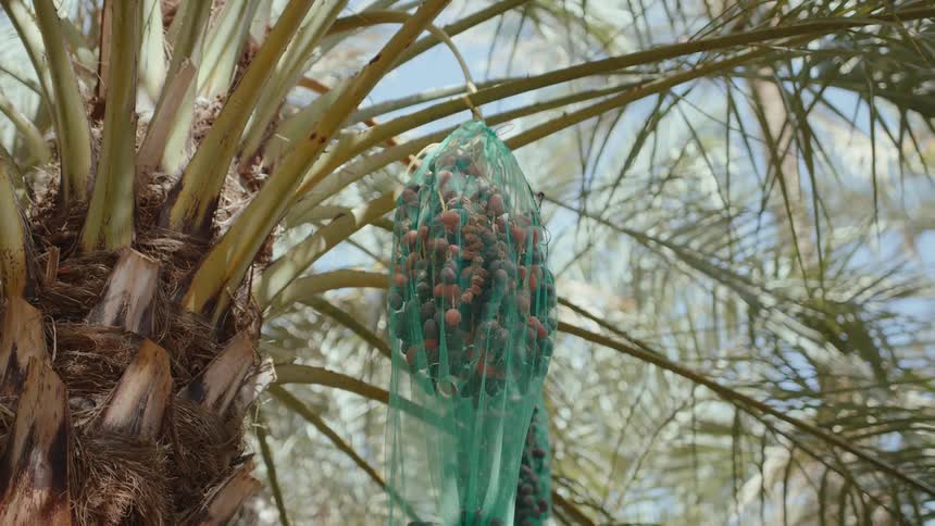 Palm dates hang on a palm tree in an oasis
