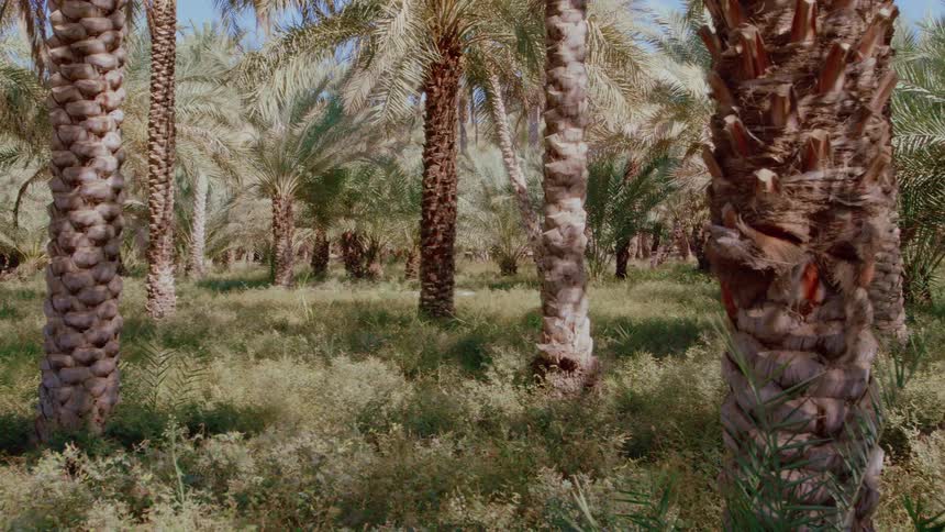 A natural oasis forest with palm trees on a sunny day in Abu Dhabi