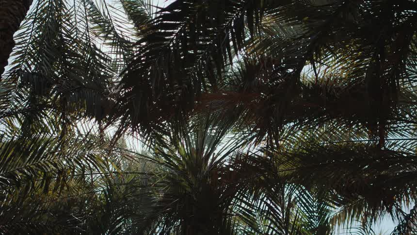Sun shines and flares through the palm trees in an Oasis