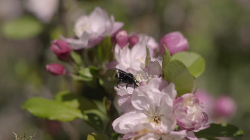A bee pollinates a flower