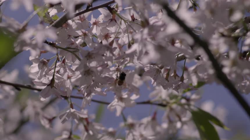 A bee pollinates a flower