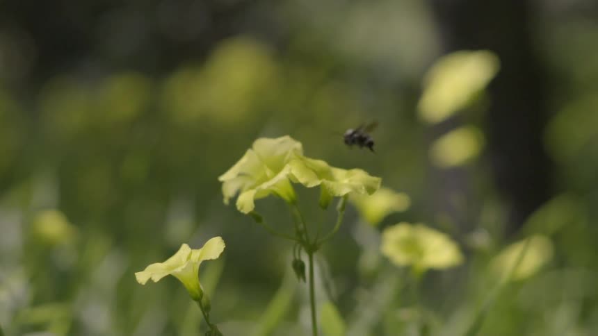 A bee flies around and lands on a yellow flower