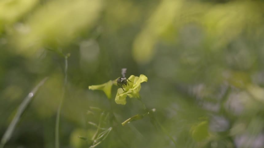 A bee ascending from a flower