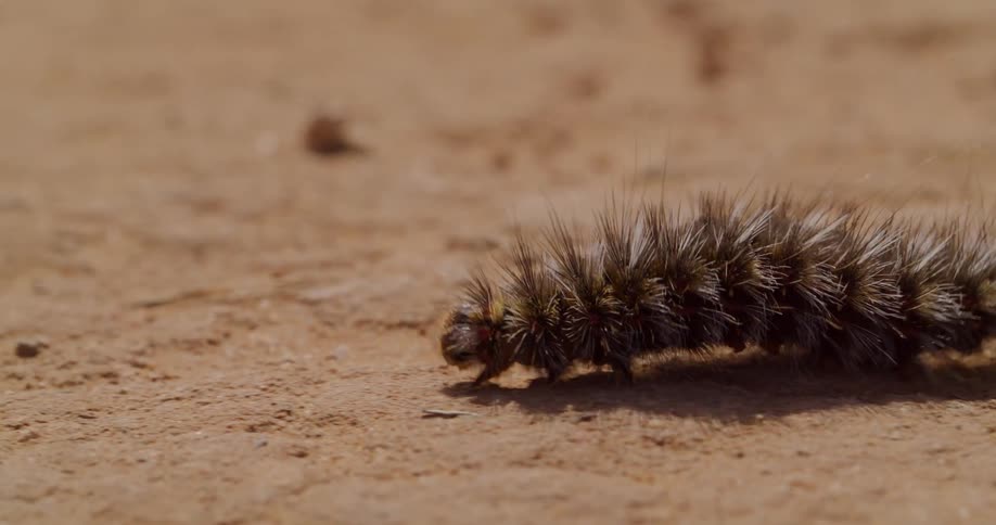 A caterpillar inches across the ground