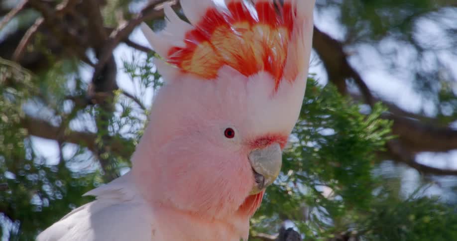 Closeup of the face of a pink bird on the trunk of a tree
