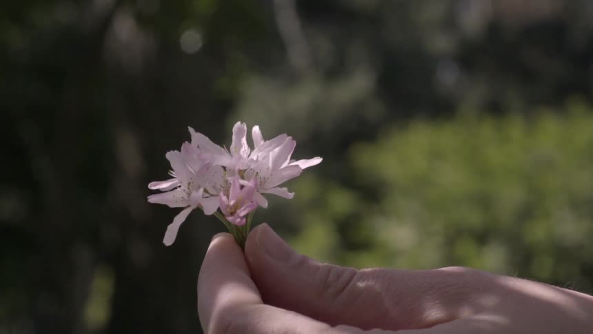 A person is holding a flower blossom between their fingertips