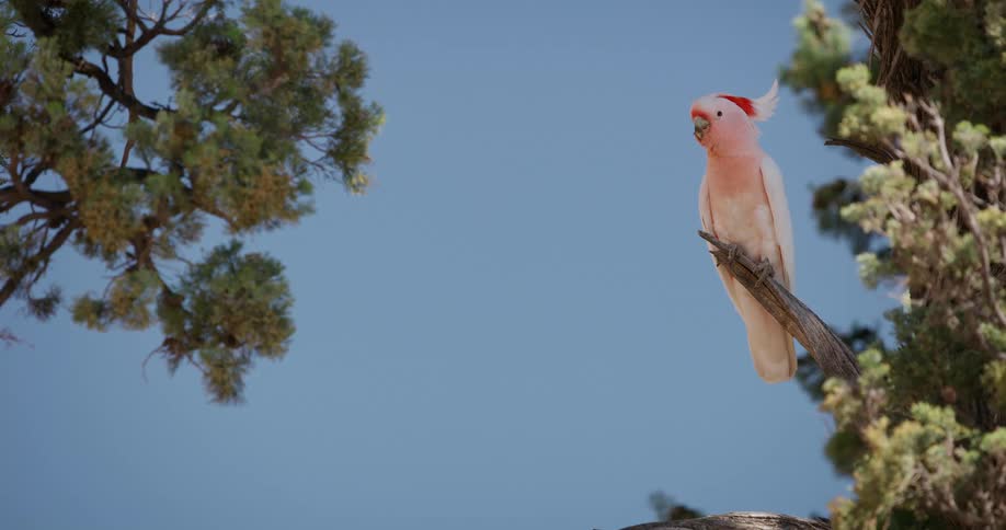 A pink cockatoo perched on a tree branch