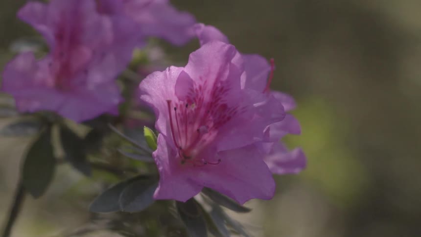 A purple flower sits under the sun