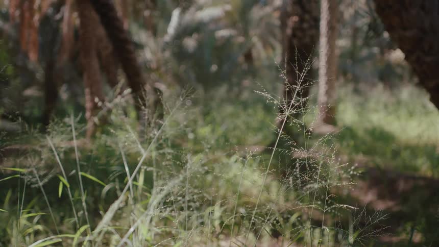 The wind blows in the grass in the forest