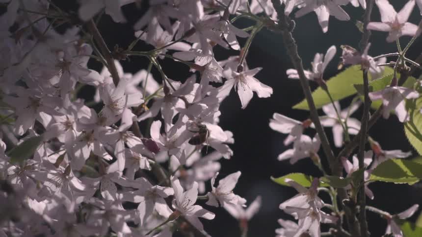 A bee buzzes and lands on a flower to pollinate