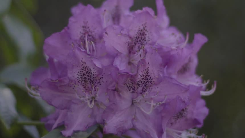 Purple flowers move in the breeze