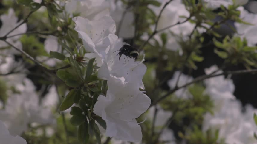 A bee is flying around some white flowers
