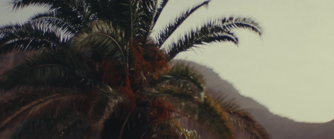 Palm trees are by the mountain