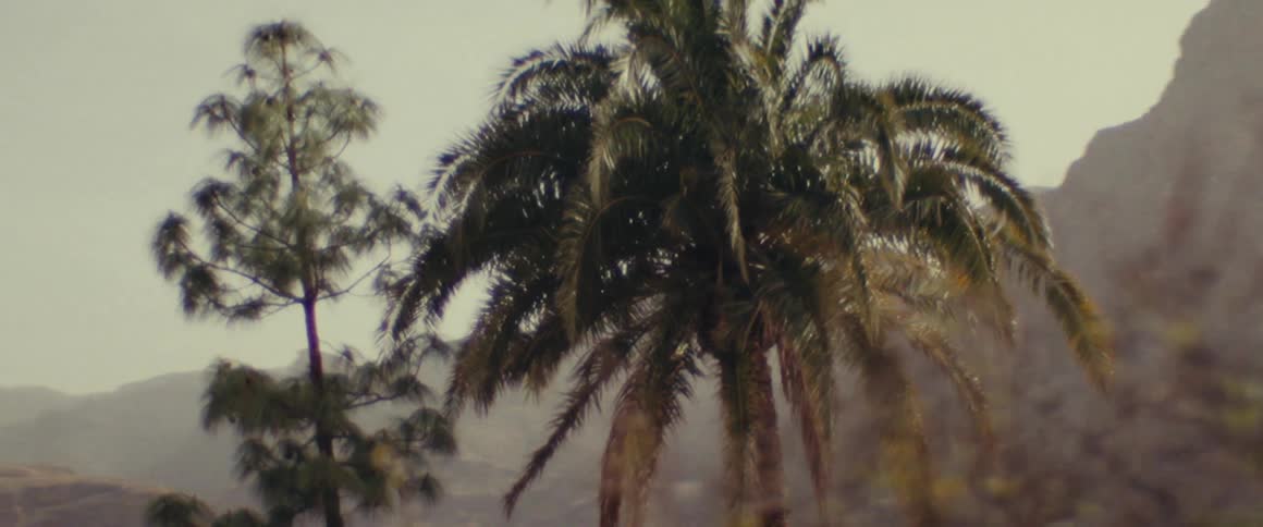 Palm tree stands next to a different type of tall tree with mountains in the distance behind them