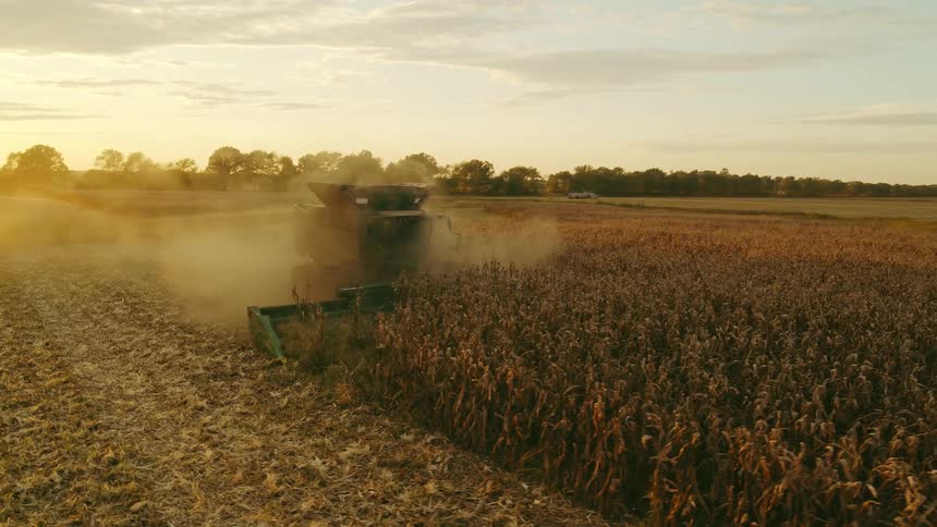 Aerial view of a combine harvester cutting rows of corn in golden glow at sunset