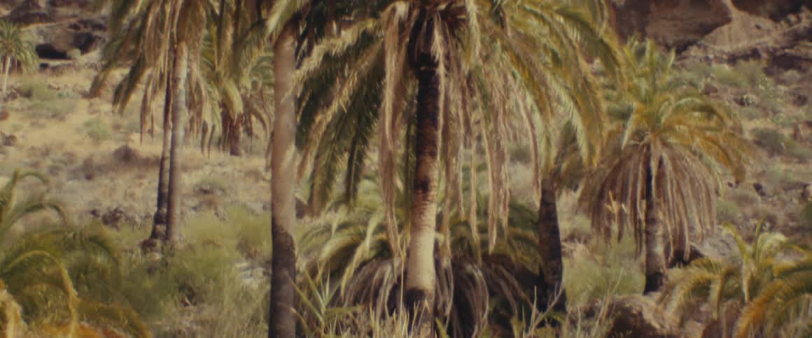 Palm trees in a landscape with mountains
