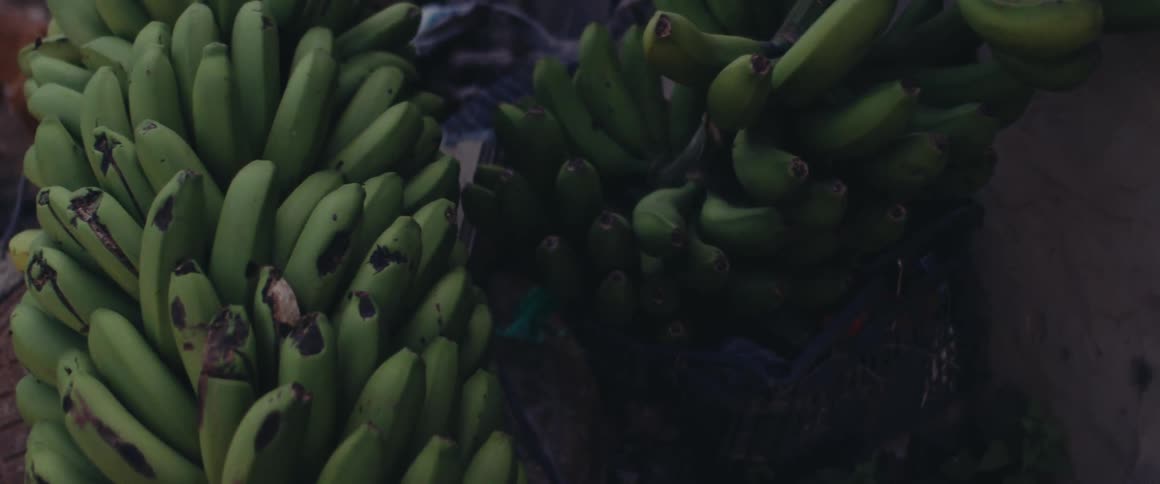 Closeup of green bunches of bananas