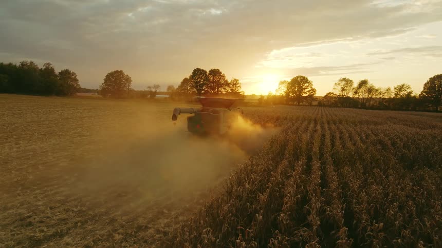 Drone shot of a combine harvester mowing down rows of corn for harvest in soft glow of sunset
