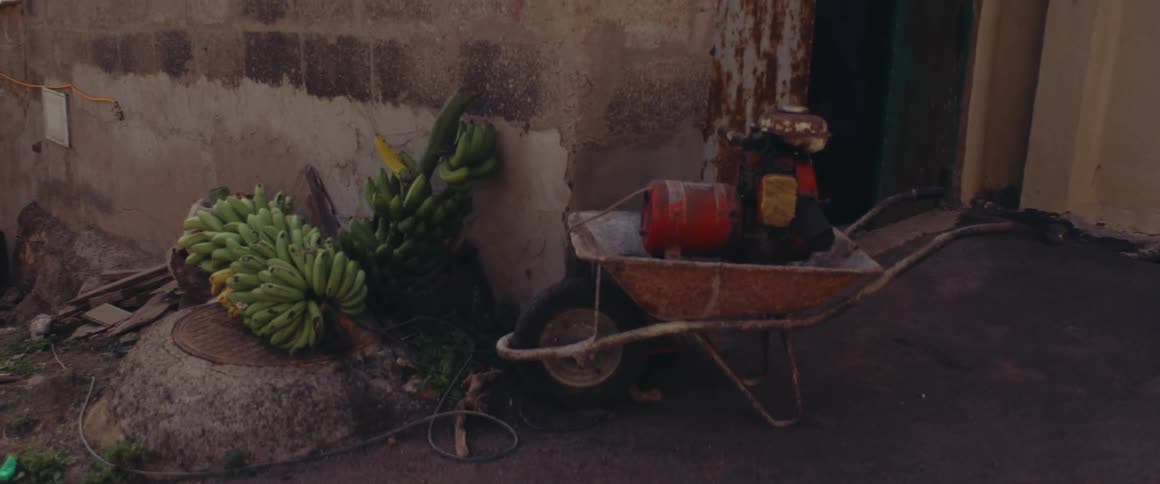 Banana bunch near a wheelbarrow on a backyard