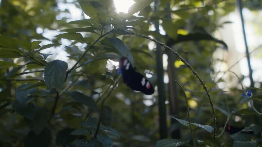A butterfly on a plant inside the forest during the day