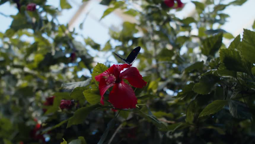 Closeup of a butterfly on a flower