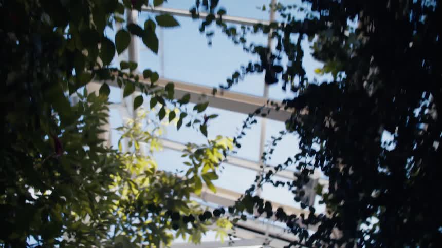 View from above inside a greenhouse with various tree species and plants