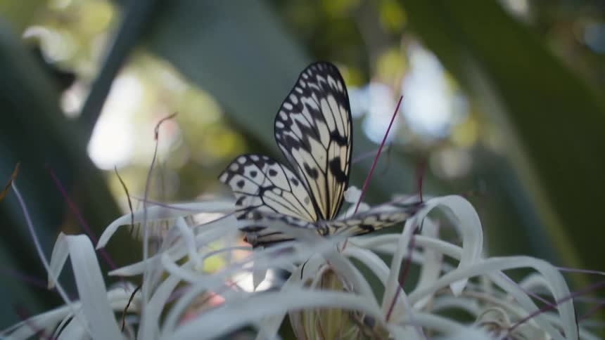 The butterfly is sitting on a plant