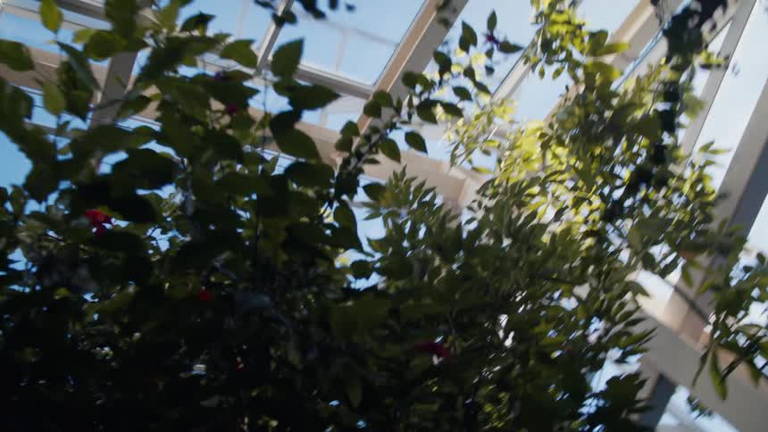 Trees growing inside a large greenhouse