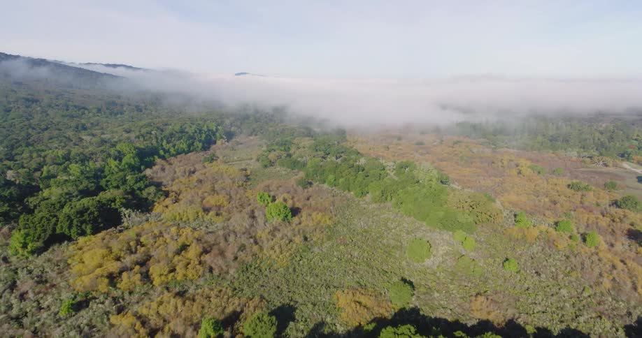 Aerial view of green woods and field