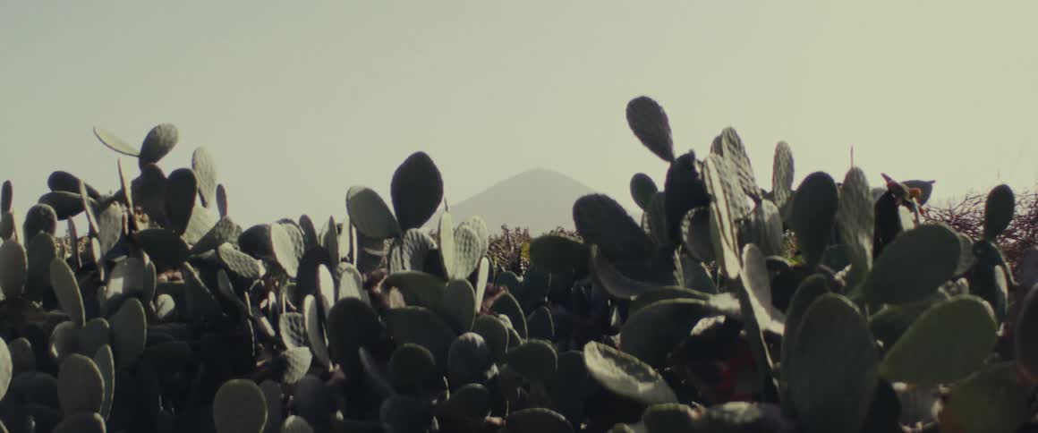 Cacti with round appendages in front of a foggy mountain