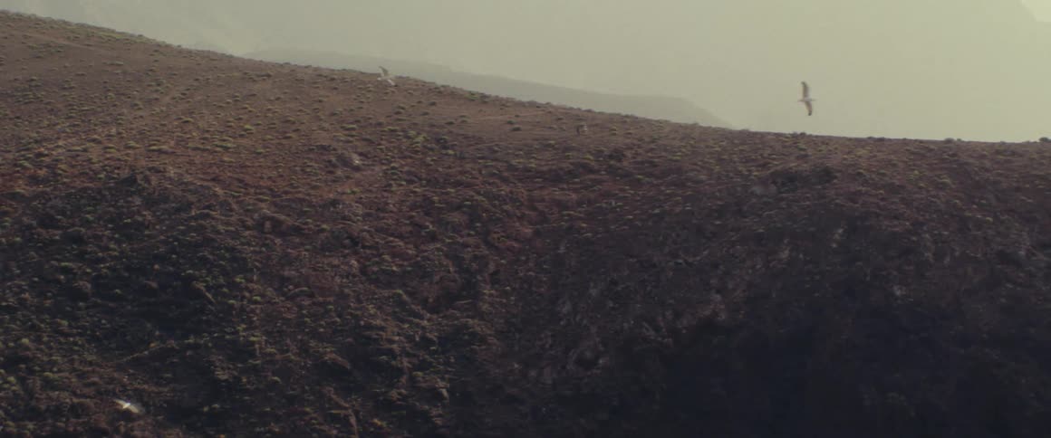 Birds flying over the mountains