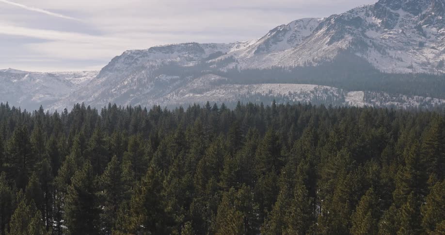 Drone takeoff in middle of a forest of pine trees with hazy mountain peaks in the background in the winter during the day