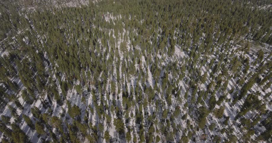 Aerial view of a pine tree forest near a lake in the mountains