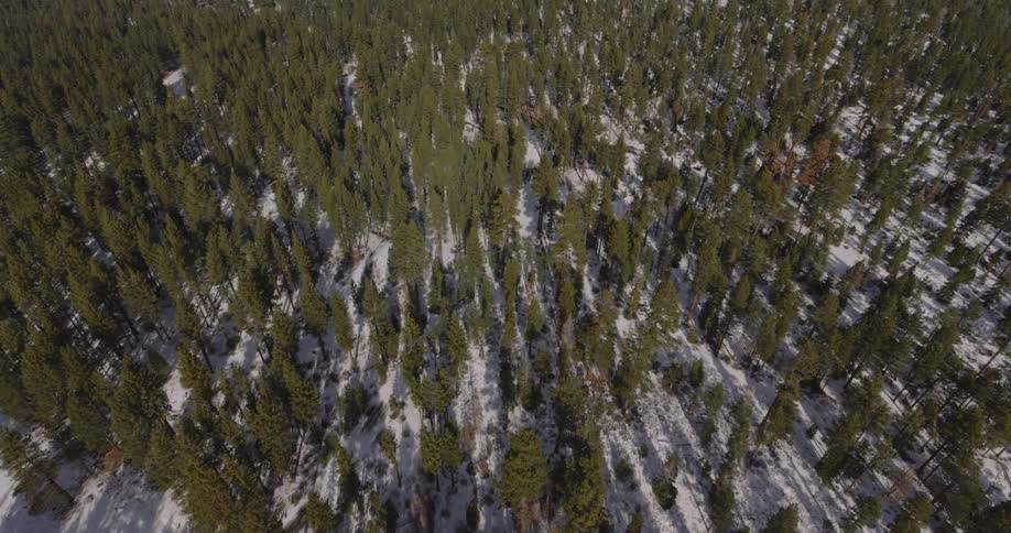 Sunlight shines on the snow on the ground in a forest