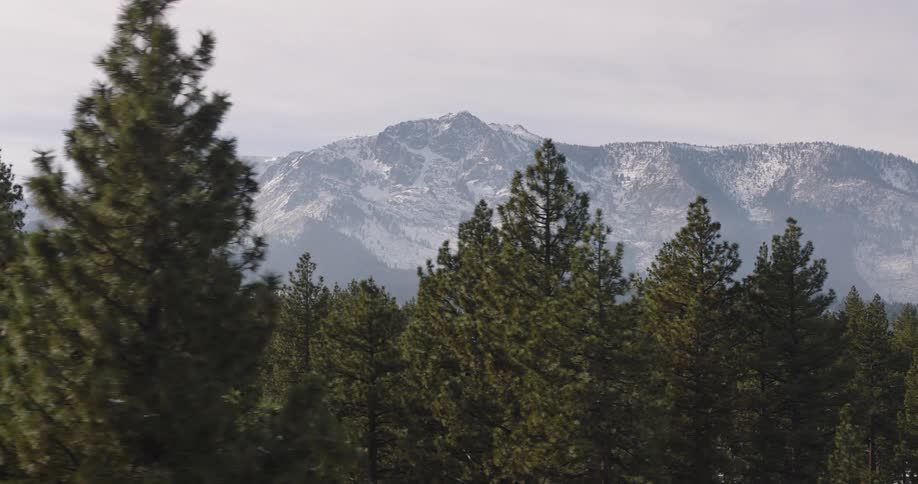 Trees stand along a forested mountain with snow covered mountains in the distance
